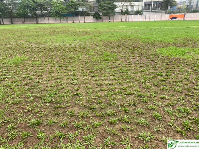 Cỏ Lá Gừng và cách chăm sóc hiệu quả